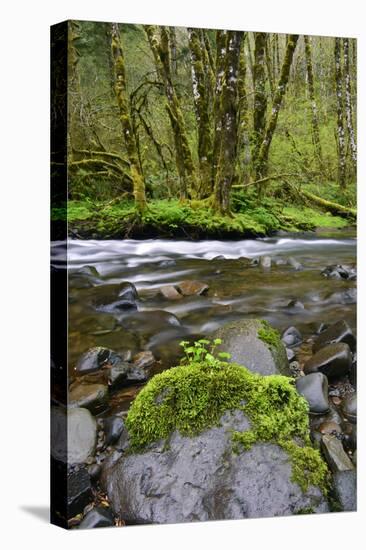 USA, Oregon, Tillamook State Forest. Scenic of Wilson River-Jaynes Gallery-Premier Image Canvas