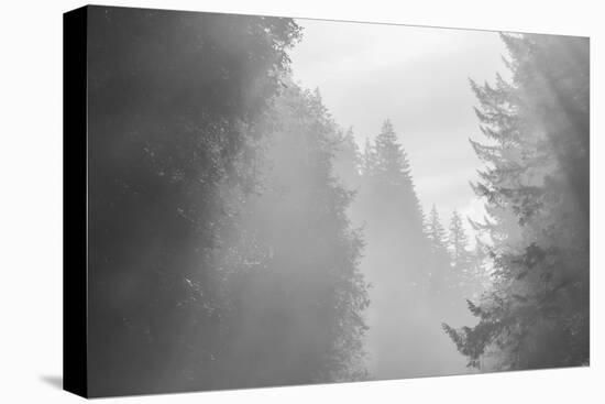 USA, Oregon. Trees in morning fog.-Jaynes Gallery-Premier Image Canvas