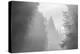 USA, Oregon. Trees in morning fog.-Jaynes Gallery-Premier Image Canvas