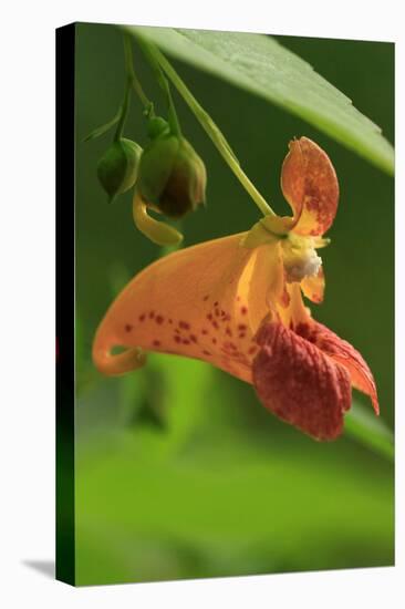 USA, Oregon, USA, Oregon. Close-up of Jewelweed Flower-Steve Terrill-Premier Image Canvas