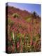 USA, Oregon, USA, Oregon. Hillside of Foxglove in Clatsop County-Steve Terrill-Premier Image Canvas