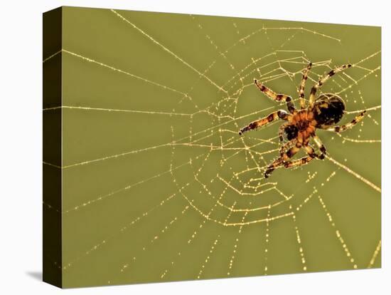 USA, Pennsylvania, Churchville Nature Center. Spider on Web-Jay O'brien-Premier Image Canvas