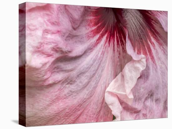 USA, Pennsylvania. Close-up of a hibiscus flower.-Julie Eggers-Premier Image Canvas