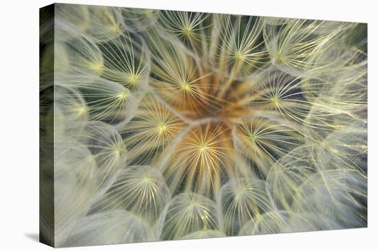 USA, Pennsylvania. Dandelion Seedhead Close Up-Jaynes Gallery-Premier Image Canvas