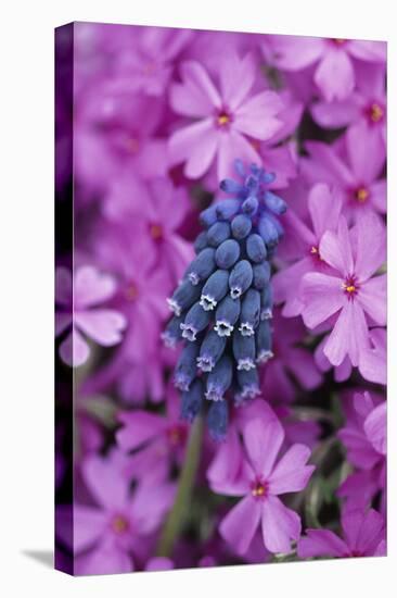 USA, Pennsylvania. Grape Hyacinth and Phlox Flowers in Garden-Jaynes Gallery-Premier Image Canvas