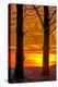 USA, Pennsylvania, King of Prussia. Tree Silhouette at Sunrise-Jay O'brien-Premier Image Canvas