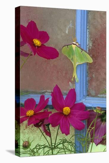 USA, Pennsylvania. Luna Moth on Old Window with Cosmos Flowers-Jaynes Gallery-Premier Image Canvas