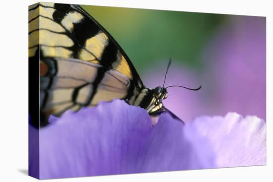 USA, Pennsylvania. Tiger Swallowtail Butterfly on Petunia Flower-Jaynes Gallery-Premier Image Canvas