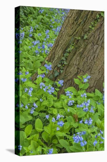 USA, Pennsylvania, Wayne, Chanticleer Garden. Spring Scenic-Jay O'brien-Premier Image Canvas