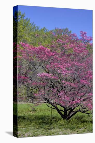 USA, Pennsylvania, Wayne, Chanticleer Garden. Tree in Bloom-Jay O'brien-Premier Image Canvas