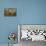 USA, South Carolina, Charleston, Angel Oak-Hollice Looney-Premier Image Canvas displayed on a wall