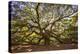 USA, South Carolina, Charleston, Angel Oak-Hollice Looney-Premier Image Canvas