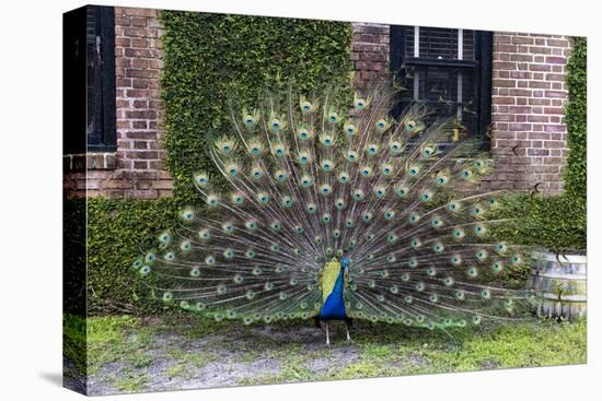 USA, South Carolina, Charleston, Displaying Peacock-Hollice Looney-Premier Image Canvas