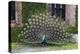 USA, South Carolina, Charleston, Displaying Peacock-Hollice Looney-Premier Image Canvas