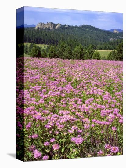 USA, South Dakota, Black Hills. Blooming horsemint flowers cover hillside.-Jaynes Gallery-Premier Image Canvas