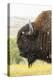 USA, South Dakota, Custer State Park. Profile of Bison-Cathy & Gordon Illg-Premier Image Canvas