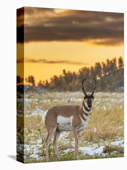 USA, South Dakota, Custer State Park. Pronghorn Antelope at Sunrise-Cathy & Gordon Illg-Premier Image Canvas