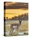 USA, South Dakota, Custer State Park. Pronghorn Antelope at Sunrise-Cathy & Gordon Illg-Premier Image Canvas