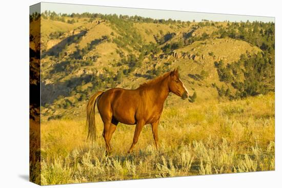 USA, South Dakota, Wild Horse Sanctuary. Wild Horse in Field-Cathy & Gordon Illg-Premier Image Canvas