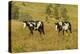 USA, South Dakota, Wild Horse Sanctuary. Wild Horses in Field-Cathy & Gordon Illg-Premier Image Canvas