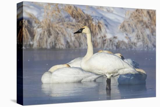 USA, Sublette County, Wyoming. group of Trumpeter Swans stands and rests on an ice-covered pond-Elizabeth Boehm-Premier Image Canvas