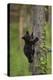 USA, Tennessee. Black Bear Cub Climbing Tree-Jaynes Gallery-Premier Image Canvas