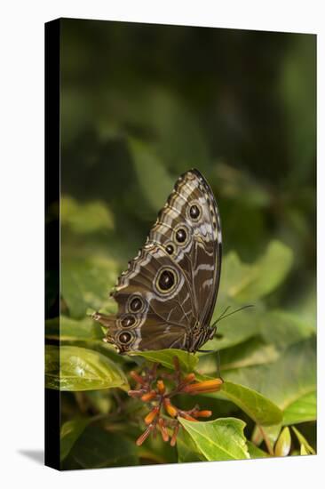 USA, Tennessee, Chattanooga. Giant Owl Butterfly on Leaf-Jaynes Gallery-Premier Image Canvas