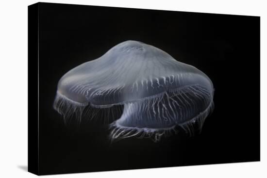 USA, Tennessee, Chattanooga. Moon Jellyfish in Aquarium-Jaynes Gallery-Premier Image Canvas