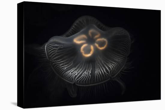 USA, Tennessee, Chattanooga. Moon Jellyfish in Aquarium-Jaynes Gallery-Premier Image Canvas