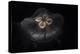 USA, Tennessee, Chattanooga. Moon Jellyfish in Aquarium-Jaynes Gallery-Premier Image Canvas