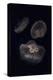 USA, Tennessee, Chattanooga. Moon Jellyfish in Aquarium-Jaynes Gallery-Premier Image Canvas