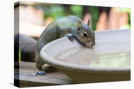 USA, Tennessee. Eastern gray squirrel drinks at bird bath reflected in water-Trish Drury-Premier Image Canvas
