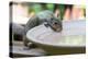 USA, Tennessee. Eastern gray squirrel drinks at bird bath reflected in water-Trish Drury-Premier Image Canvas