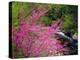 USA, Tennessee, Great Smoky Mountain Redbud Wildflowers-Jaynes Gallery-Premier Image Canvas