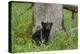 USA, Tennessee, Great Smoky Mountains National Park. Black Bear Cub Next to Tree-Jaynes Gallery-Premier Image Canvas