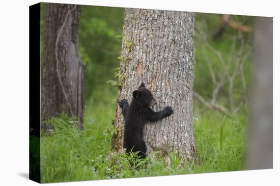 USA, Tennessee, Great Smoky Mountains National Park. Black Bear Cub Prepares to Climb Tree-Jaynes Gallery-Premier Image Canvas