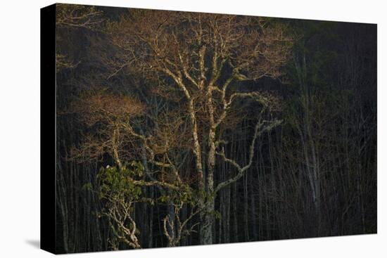 USA, Tennessee, Great Smoky Mountains National Park. Sunset on Forest-Jaynes Gallery-Premier Image Canvas