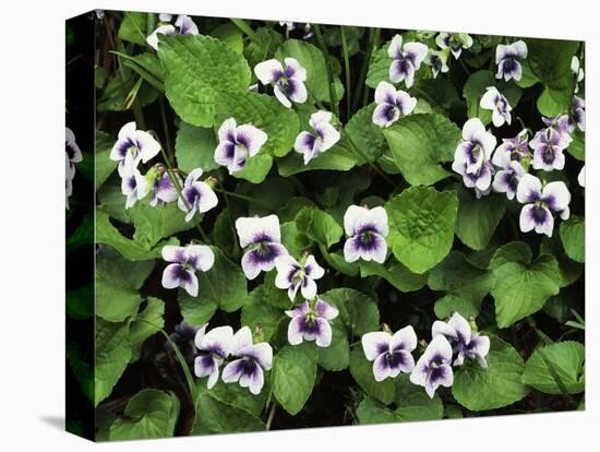 USA, Tennessee, Great Smoky Mountains NP, Violet Wildflowers-Christopher Talbot Frank-Premier Image Canvas