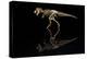 USA, Tennessee. T-Rex Skeleton Replica Reflection-Jaynes Gallery-Premier Image Canvas