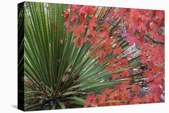 USA, Texas, Guadalupe Mountains NP. Bigtooth Maple Leaves and Sotol-Don Paulson-Premier Image Canvas