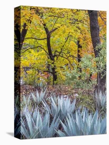 USA, Texas, Guadalupe Mountains NP. Scenic of McKittrick Canyon-Don Paulson-Premier Image Canvas