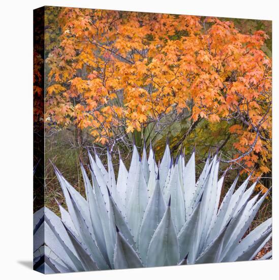 USA, Texas, Guadalupe Mountains NP. Scenic of McKittrick Canyon-Don Paulson-Premier Image Canvas