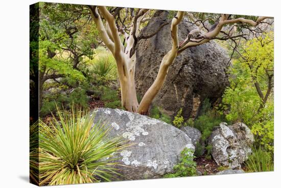 USA, Texas, Guadalupe Mountains NP. Scenic with Texas Madrona Tree-Don Paulson-Premier Image Canvas
