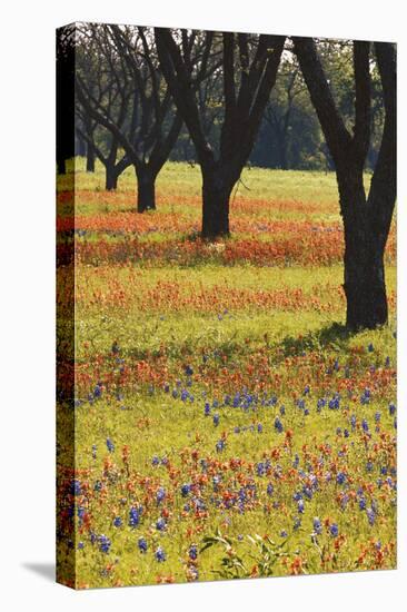 USA, Texas, Lyndon B. Johnson Sp and Historic Site, Bluebonnet Field-Darrell Gulin-Premier Image Canvas