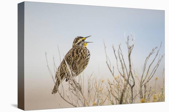 USA, Utah, Antelope Island. Western Meadowlark sings from a sagebrush perch in Spring.-Elizabeth Boehm-Premier Image Canvas