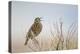 USA, Utah, Antelope Island. Western Meadowlark sings from a sagebrush perch in Spring.-Elizabeth Boehm-Premier Image Canvas