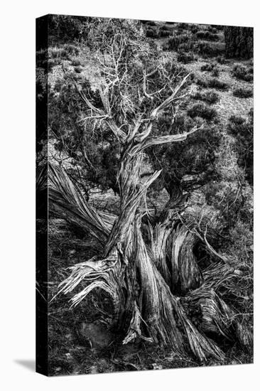 USA, Utah. Black and white. Twisted Juniper in the desert, Sand Flats Recreation Area, near Moab.-Judith Zimmerman-Premier Image Canvas