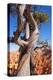 USA, Utah, Bryce Canyon, Amphitheater, Pine-Catharina Lux-Premier Image Canvas