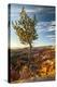 USA, Utah, Bryce Canyon National Park. Sunrise on ponderosa pine and canyon.-Jaynes Gallery-Premier Image Canvas