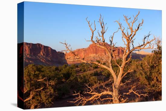 USA, Utah, Capitol Reef National Park, Parched Tree-Catharina Lux-Premier Image Canvas